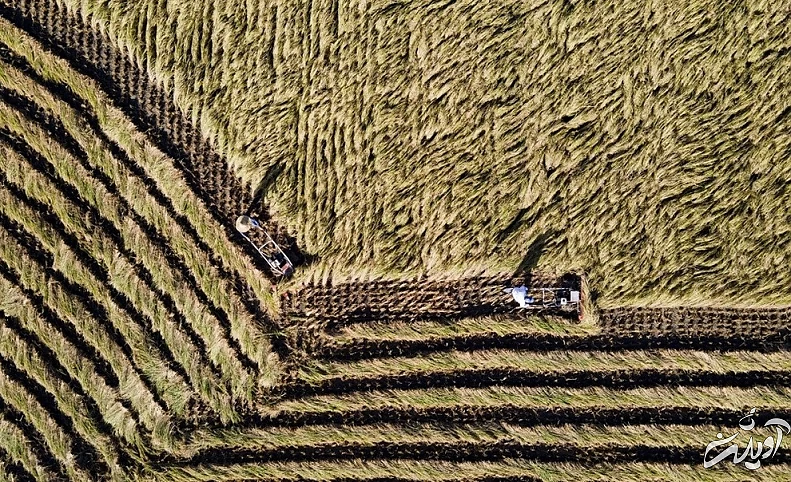 (تصاویر) برداشت برنج در مازندران